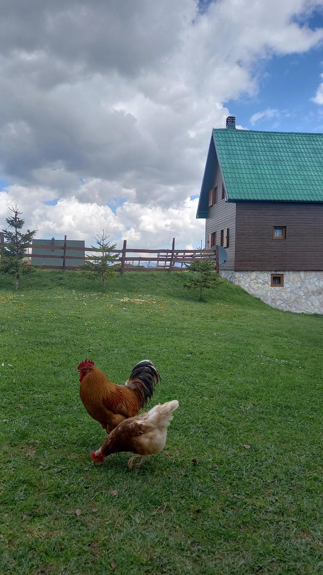 Family Farm Apartments Zabljak  Exterior photo